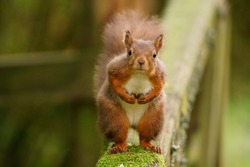 Cheeky Red Squirrel comes for a closer look