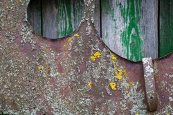 Old rusty iron sheet covered with lichen.