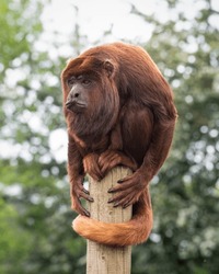 Red Howler Monkey Balancing on a Pole