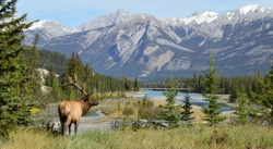 Elk in Jasper National Park, Alberta, Canada