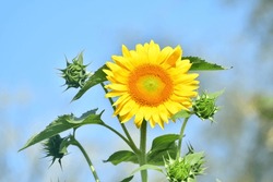 Beautiful Sunflower Blossoming Green Garden  
