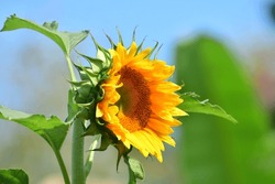 Beautiful Sunflower Blossoming Green Garden  