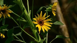 Beautiful Sunflower Blossoming Green Garden