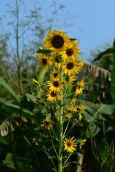 Beautiful Sunflower Blossoming Green Garden