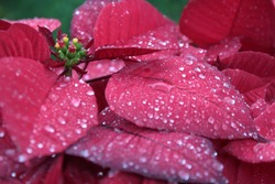 Christmas flower or poinsettia with droplet after the rain, Stripes of leaves, Close up red floral decorative in the garden.