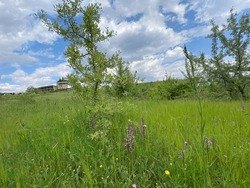 Landscape spring summer meadow tree wildflowers wooden house in the background wine yard trail lillies daisies cloudy bright blue sky