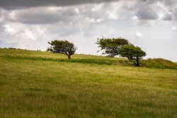 Trees in a windy place on a cloudy summer day, south Downs, England