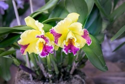 Yellow and purple flowers of the orchid Brassolaeliocattleya Hwa Yuan Grace