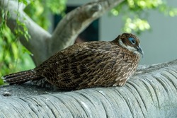 A female Himalayan monal (Lophophorus impejanus), also known as the Impeyan monal and Impeyan pheasant, is a pheasant native to Himalayan forests and shrublands at elevations sitting resting on branch