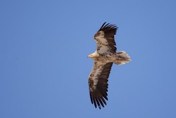 An immature or juvenile brown Egyptian vulture (Neophron percnopterus), also called the white scavenger vulture or pharaoh's chicken in flight on Jebal Hafeet in the UAE.