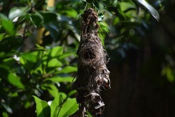 Bird nest, 'Spiderhunter' sparow's nest. Location: Kerala, India Date 21-10-2019.