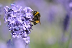 Fluffy bumble bee seeking nectar from a fresh lavender stem in the summer sunshine with a soft focus lilac and green background