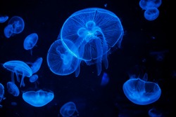 Jellyfish swim through the dark ocean. Their shapes are fascinating. Dangerous jellyfish.
