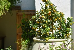 Orange tree in clay pot decor on garden porch, Kumquat tangerine plant in stone pot, Citrus fruit has nutrient benefit for healthy life.