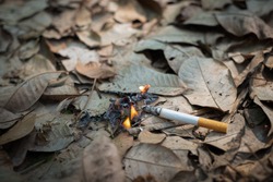 Close up cigarette butt non-smoked carelessly are thrown into dry grass on the ground causing a dangerous forest fire, eclogical cotostrophy through human fault concept