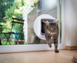 tabby european shorthair cat entering the room through cat flap