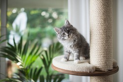 blue tabby maine coon kitten standing on cat furniture platform looking at the camera in front of a garden