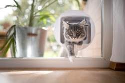 blue tabby maine coon kitten passing through cat flap looking at camera