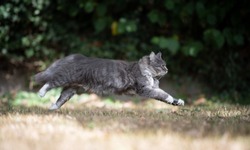 side view of a young blue tabby maine coon cat with white paws running on dry grass outdoors in the garden on a hot and sunny summer day looking ahead