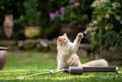 1 year old cream tabby ginger maine coon cat playing with lawn sprinkler water fountain outdoors in the garden raising it's paw looking to the side
