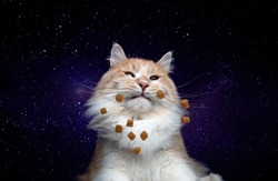 funny portrait of beige white ginger maine coon cat looking at flying treats in space with stars in the background