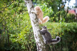 side view of two playful young  maine coon cats climbing up a birch tree outdoors in nature behind each other