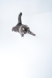 mid air studio shot of a young blue tabby maine coon cat with white paws jumping flying in front of background with copy space