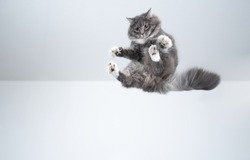 mid air shot of playful blue tabby maine coon cat with white paws flying in front of white background
