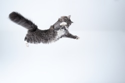 mid air studio shot of a young blue tabby maine coon cat with white spread paws jumping flying in front of background with copy space