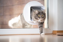 blue tabby maine coon cat coming home entering room through cat flap in window looking ahead