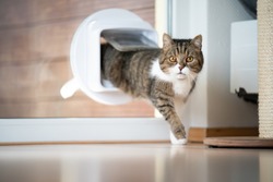 tabby white british shorthair cat coming home entering room through cat flap in window looking at camera