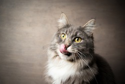 portrait of a cute blue tabby white maine coon cat sticking out tongue licking over nose and mouth 