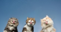 bottom view of three cats licking invisible window glass in front of clear blue sky in the background with copy space