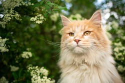 portrait of a cream colored maine coon cat in nature next to flowering tree in spring