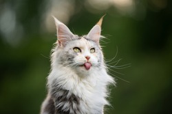 cute and funny portrait of a white maine coon cat sticking out tongue outdoors in nature