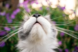 mouth and nose of a young maine coon cat looking up with long whiskers on floral background