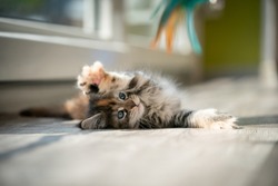 playful calico maine coon kitten lying on floor stretching paw