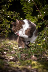 tabby white british shorthair cat grooming licking paw outdoors in nature