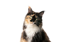 studio portrait of a beautiful calico maine coon cat tilting head looking at camera isolated on white background with copy space