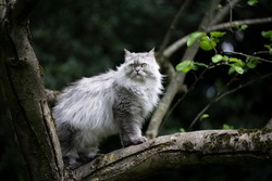 gray silver tabby british longhair cat sitting on a tree observing the garden