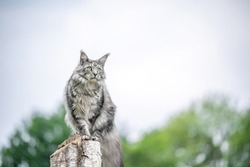 beautiful silver tabby maine coon cat sitting on birch tree stump outdoors observing nature from elevated viewpoint with copy space