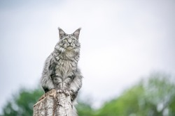 beautiful silver tabby maine coon cat sitting on birch tree stump outdoors observing nature from elevated viewpoint with copy space