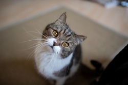 cute and curious tabby white cat tilting head looking up at camera