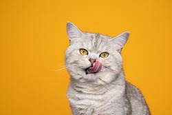 hungry silver tabby shaded british shorthair cat sticking out tongue licking lips on yellow background