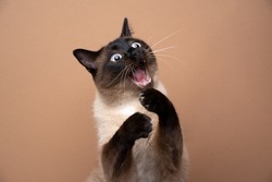 funny seal point siamese cat playing raising paws making funny face with mouth open on brown background with copy space