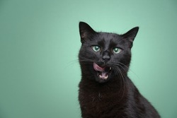 hungry black cat with mouth open licking lips on green background portrait with copy space