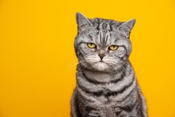 silver tabby british shorthair cat portrait looking serious or angry on yellow background with copy space