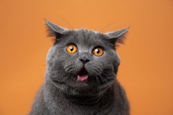 british shorthair cat with orange eyes funny face portrait looking shocked on orange background