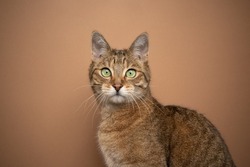 beautiful light brown tabby cat with green eyes portrait on brown background with copy space
