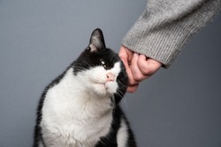 black and white handicapped rescued cat getting stroked by human hand on gray background